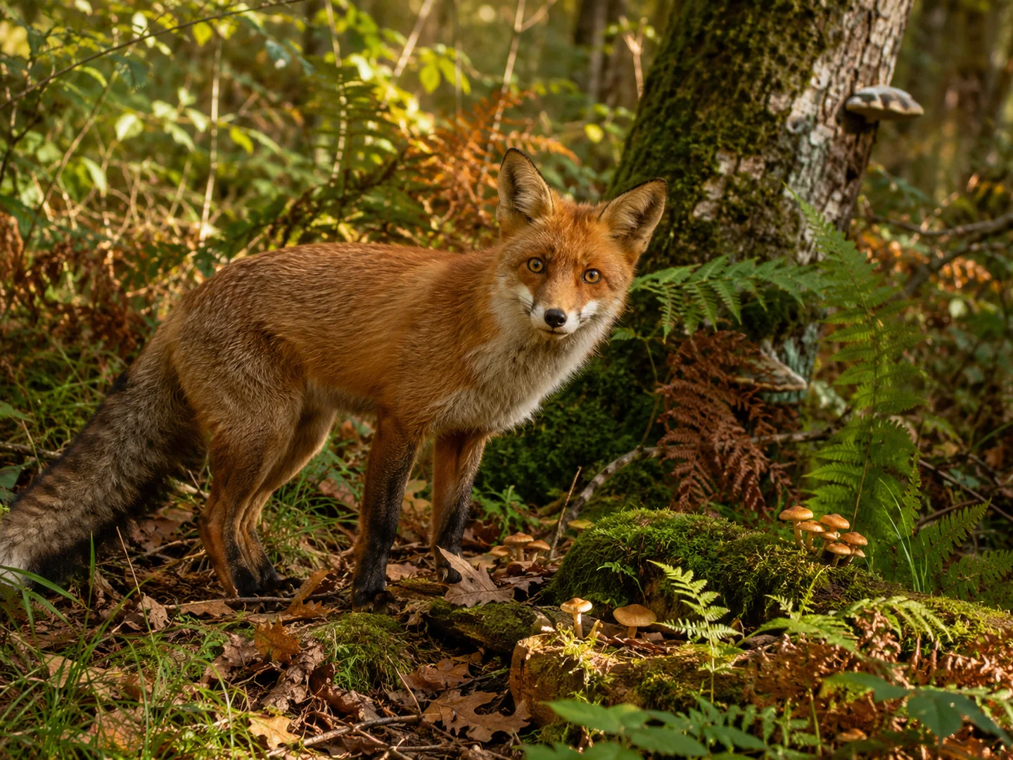 Red fox among ferns, moss and autumn leaves