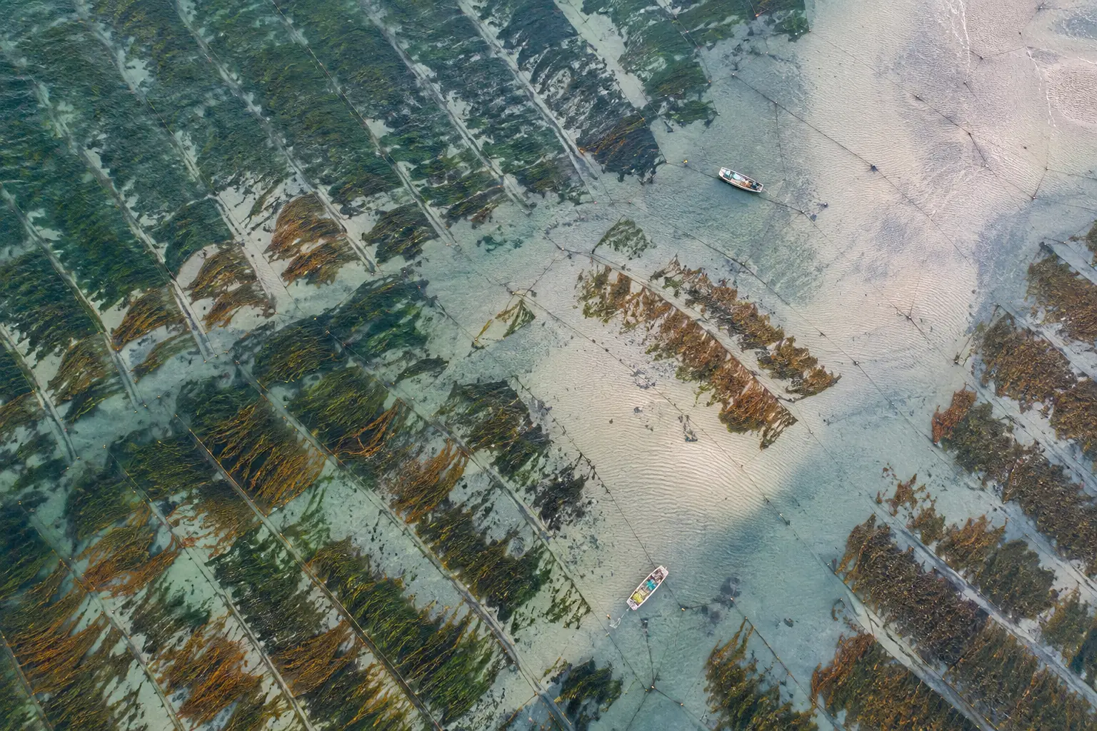Seaweed farm from directly above with green and rust-brown rows, sandbars, ropes and two small boats