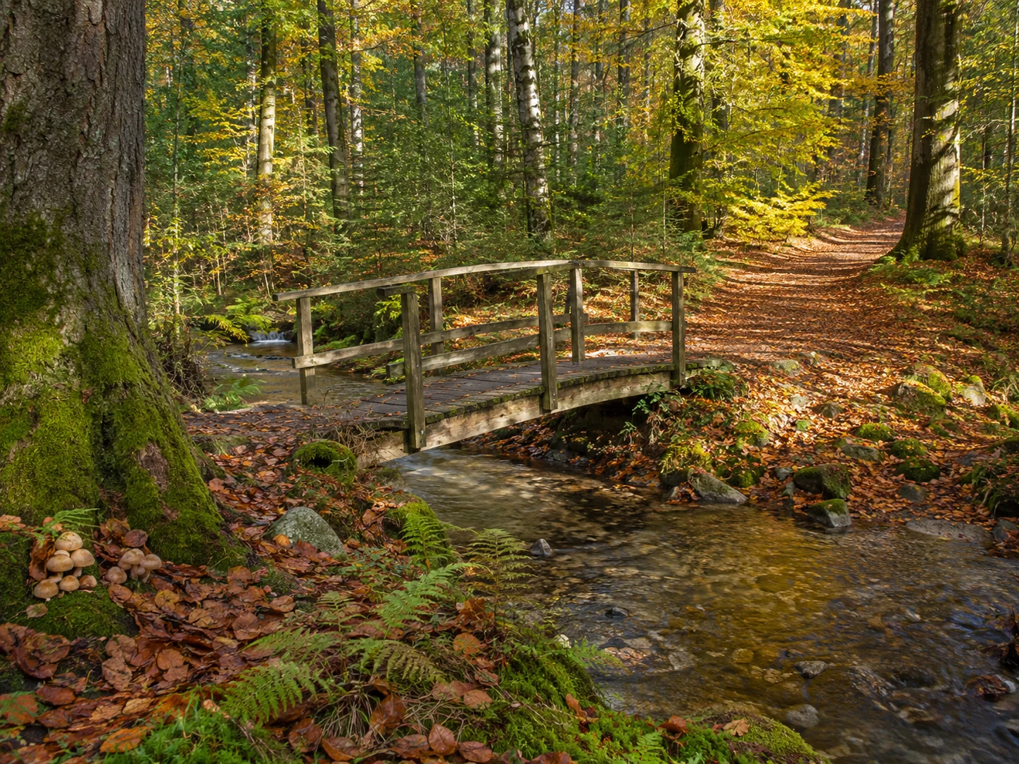 Wooden footbridge over a stream in autumn woods with ferns, moss and fallen leaves