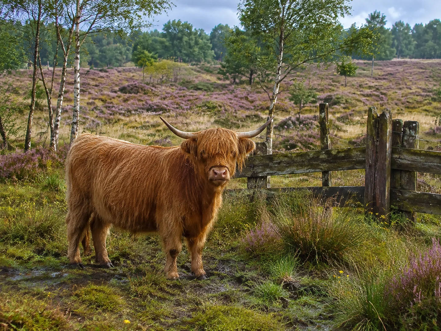 Scottish Highland cow among purple heather, birches, grasses and a wooden fence