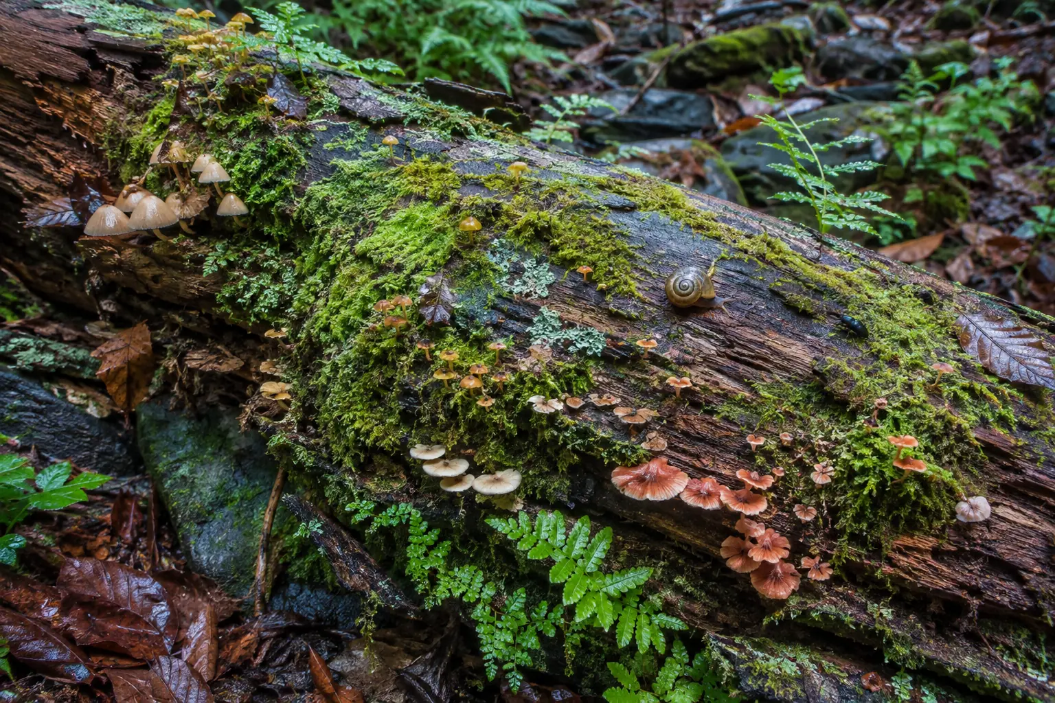 Rain-soaked fallen log covered in moss, ferns, lichen and mushrooms, with a snail and a beetle