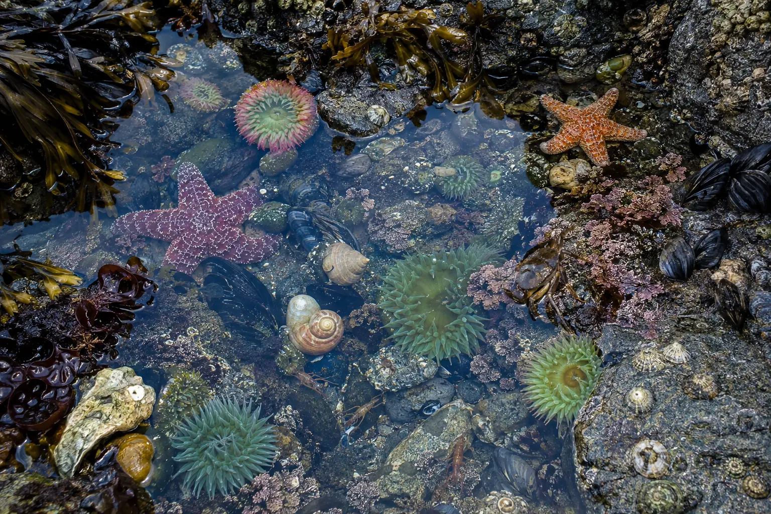 Clear tide pool among wet rocks with two starfish, sea anemones, tiny crabs, mussels, shells and varied seaweed
