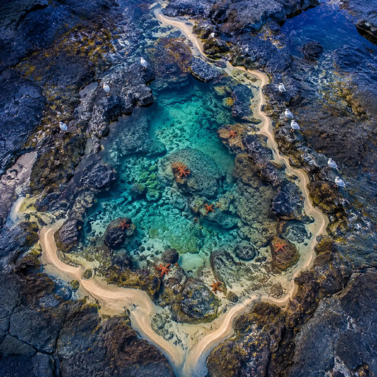 Round aerial view of a turquoise tidal pool among dark volcanic rock, sand ribbons, sea stars and white shore birds